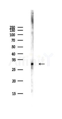 NODAL Antibody - Western blot analysis of lysates from PC12 cells(starvation,24h treatment), using NODAL Antibody at 1/1000 dilution.