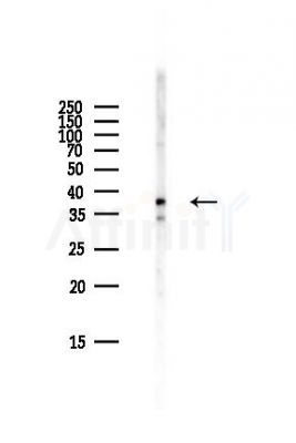 TRIB3 Antibody - Western blot analysis of lysates from Mouse lung, using TRIB3 Antibody at 1/1000 dilution.