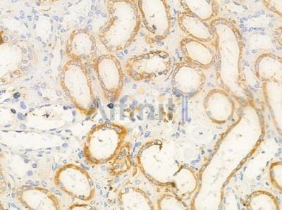SPTAN1 Antibody - DF7847 at 1/100 staining human normal kidney tissue by IHC-P.