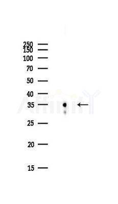 POU2AF1 Antibody - Western blot analysis of lysates from PC12 cells(starvation,24h treatment), using POU2AF1 Antibody at 1/1000 dilution.