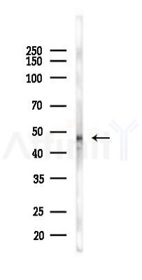 CKB Antibody - Western blot analysis of lysates from Mouse testis, using CKB Antibody at 1/1000 dilution.