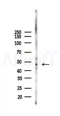 CKB Antibody - Western blot analysis of lysates from HepG2 cells(starvation, 24h treatment), using CKB Antibody at 1/1000 dilution.