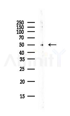 RUVBL1 Antibody - Western blot analysis of lysates from Rat lung, using RUVBL1 Antibody at 1/1000 dilution.
