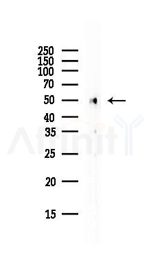 TUBA1B Antibody - Western blot analysis of lysates from Rat lung, using TUBA1B Antibody at 1/1000 dilution.