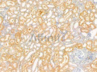 SOX10 Antibody - DF8009 at 1/100 staining human normal kidney tissue by IHC-P.