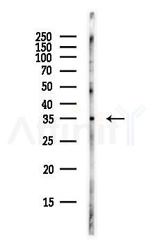 SMN1 Antibody - Western blot analysis of lysates from Rat lung, using SMN1 Antibody at 1/1000 dilution.