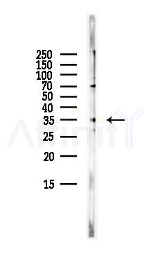 SMN1 Antibody - Western blot analysis of lysates from Mouse brain, using SMN1 Antibody at 1/1000 dilution.