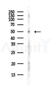 RBBP7 Antibody - Western blot analysis of lysates from MCF7 cells(heat-shock,45min treatment), using RBBP7 Antibody at 1/1000 dilution.
