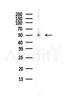 RBBP7 Antibody - Western blot analysis of lysates from PC12 cells(LPS, 4h treatment), using RBBP7 Antibody at 1/1000 dilution.