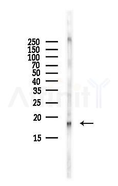UBE2L3 Antibody - Western blot analysis of lysates from Mouse brain, using UBE2L3 Antibody at 1/1000 dilution.