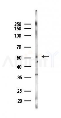 GOPC Antibody - Western blot analysis of lysates from Mouse testis, using GOPC Antibody at 1/1000 dilution.