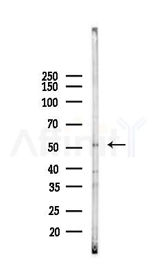 GOPC Antibody - Western blot analysis of lysates from Mouse testis, using GOPC Antibody at 1/1000 dilution.