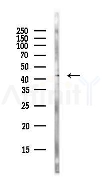 CXCR4 Antibody - Western blot analysis of lysates from Rat lung, using CXCR4 Antibody at 1/1000 dilution.