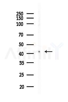 MBNL1 Antibody - Western blot analysis of lysates from Rat liver, using MBNL1 Antibody at 1/1000 dilution.