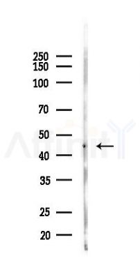 MBNL1 Antibody - Western blot analysis of lysates from Mouse testis, using MBNL1 Antibody at 1/1000 dilution.