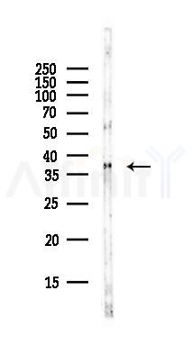 WNT2 Antibody - Western blot analysis of lysates from Rat lung, using WNT2 Antibody at 1/1000 dilution.