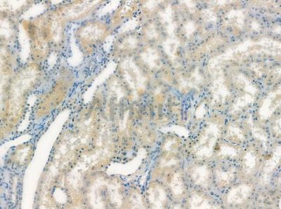 STAMBP Antibody - DF8083 at 1/100 staining human normal kidney tissue by IHC-P.