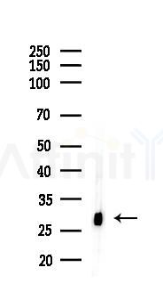 ING4 Antibody - Western blot analysis of lysates from RAW264.