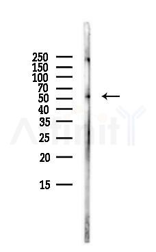 EVL Antibody - Western blot analysis of lysates from Mouse brain, using EVL Antibody at 1/1000 dilution.