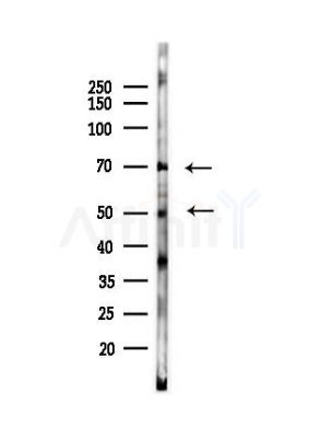 NRG3 Antibody - Western blot analysis of lysates from Mouse liver, using NRG3 Antibody at 1/1000 dilution.