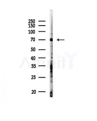 NRG3 Antibody - Western blot analysis of lysates from HepG2 cells(starvation,24h treatment), using NRG3 Antibody at 1/1000 dilution.