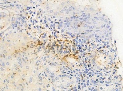 BGN Antibody - DF8189 at 1/100 staining human normal gastric tissue by IHC-P.