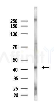 SOX1 Antibody - Western blot analysis of lysates from Mouse testis, using SOX1 Antibody at 1/1000 dilution.