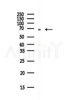 MUNC-18a Antibody - Western blot analysis of lysates from Mouse brain, using MUNC-18a Antibody at 1/1000 dilution.