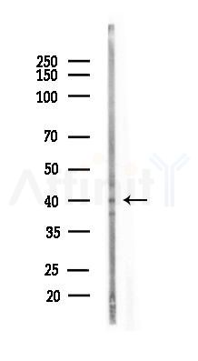 ATG3 Antibody - Western blot analysis of lysates from PC12 cells(uv30min treatment), using ATG3 Antibody at 1/1000 dilution.