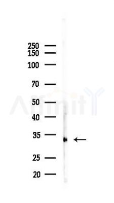 ING2 Antibody - Western blot analysis of lysates from Mouse testis, using ING2 Antibody at 1/1000 dilution.