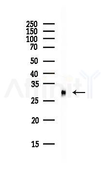 CD82 Antibody - Western blot analysis of lysates from Mouse brain, using CD82 Antibody at 1/1000 dilution.