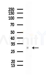CD82 Antibody - Western blot analysis of lysates from HepG2 cells(heat-shock, 45min treatment), using CD82 Antibody at 1/1000 dilution.