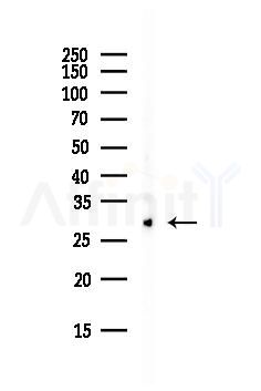 CD82 Antibody - Western blot analysis of lysates from HepG2 cells(starvation, 24h treatment), using CD82 Antibody at 1/1000 dilution.