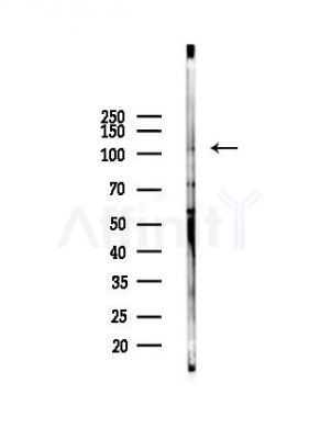 BACH1 Antibody - Western blot analysis of lysates from Mouse testis, using BACH1 Antibody at 1/1000 dilution.