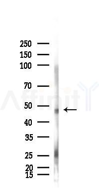 UBA3 Antibody - Western blot analysis of lysates from Mouse testis, using UBA3 Antibody at 1/1000 dilution.