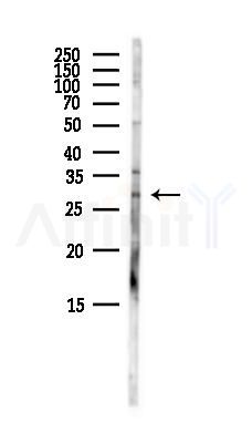 ATG10 Antibody - Western blot analysis of lysates from Mouse liver, using ATG10 Antibody at 1/1000 dilution.