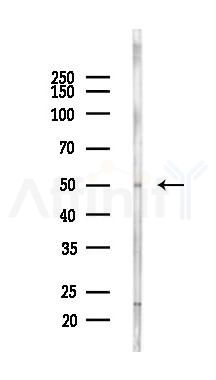 CD209 Antibody - Western blot analysis of lysates from A375 cells(heat-shock,45min treatment), using CD209 Antibody at 1/1000 dilution.