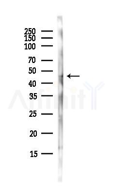 AVPR1A Antibody - Western blot analysis of lysates from EC304 cells(heat-shock,45min treatment), using AVPR1A Antibody at 1/1000 dilution.
