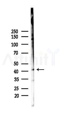 TMEFF2 Antibody - Western blot analysis of lysates from RAW264.