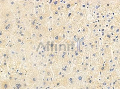 MEMO1 Antibody - DF8410 at 1/100 staining human normal liver tissue by IHC-P.