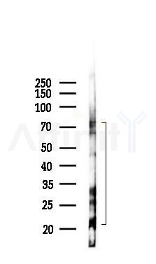 CD24 Antibody - Western blot analysis of lysates from RAW264.