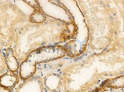 Defensin beta-1 Antibody - DF8530 at 1/100 staining human normal kidney tissue by IHC-P.