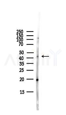 IDH3B Antibody - Western blot analysis of lysates from HepG2 cells(LPS,4h treatment), using IDH3B Antibody at 1/1000 dilution.