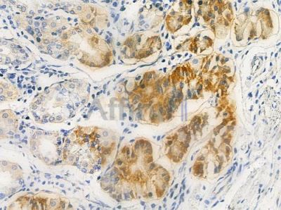 OCT1 Antibody - DF8586 at 1/100 staining human normal gastric tissue by IHC-P.