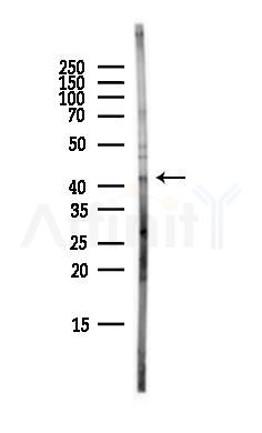 Podocin Antibody - Western blot analysis of lysates from Mouse liver, using Podocin Antibody at 1/1000 dilution.