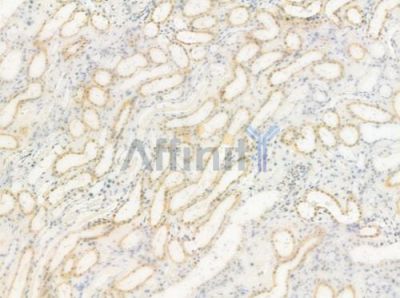 SEMA4C Antibody - DF8612 at 1/100 staining human normal kidney tissue by IHC-P.