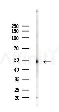 CtBP2 Antibody - Western blot analysis of lysates from Mouse lung, using CtBP2 Antibody at 1/1000 dilution.