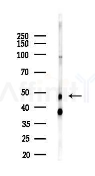 CtBP2 Antibody - Western blot analysis of lysates from HepG2 cells(heat-shock,45min treatment), using CtBP2 Antibody at 1/1000 dilution.