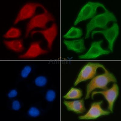 MRGX4 Antibody - DF8678 staining Hela cells by IF/ICC.