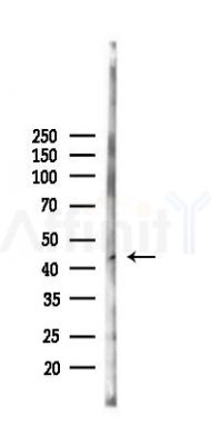 NTR2 Antibody - Western blot analysis of lysates from Mouse liver, using NTR2 Antibody at 1/1000 dilution.